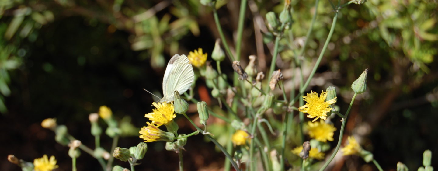 A close-up of a butterfly on a flower at Bunurong Memorial Park